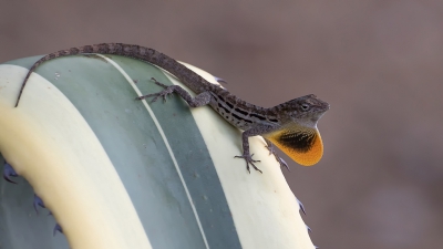 <i class='fa fa-user'></i>&nbsp;Marie-Jos� Boon&nbsp;|  Gestreepte Anolis&nbsp; <i class='fa fa-eye'>&nbsp;193</i> &nbsp;<i class='fa fa-thumbs-up'>&nbsp;4</i> &nbsp; <i class='fa fa-comment-o'>&nbsp;8</i>