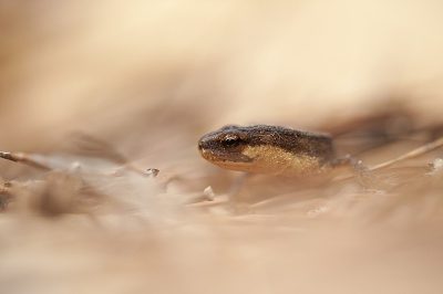 <i class='fa fa-user'></i>&nbsp;Sam Dijkstra&nbsp;|  Kleine Watersalamander&nbsp; <i class='fa fa-eye'>&nbsp;126</i> &nbsp;<i class='fa fa-thumbs-up'>&nbsp;4</i> &nbsp; <i class='fa fa-comment-o'>&nbsp;5</i>