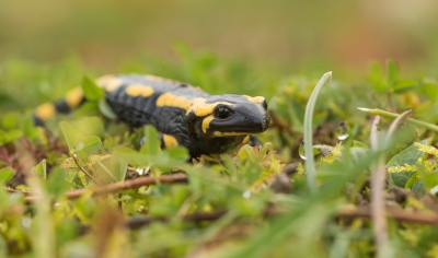 Na een nacht regen is de temperatuur weer aardig aan het oplopen, vooraf gegaan aan een periode van vorst. Deze vuursalamander liet zich daarom uit zijn schuilplaats lokken, denk ik...
Wikipedia meldt dat deze soort zeer schuw is maar ook gif kan spuiten, als gevaar dreigt,  ik ben daarom maar plat liggend vlak voor hem onder mijn jack gekropen, je weet maar nooit.
Ze zouden eierlevendbarend zijn, de draagtijd is rond 8 maanden,   in de vrije natuur kunnen ze 20-25 jaar worden.