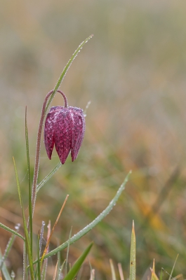 <i class='fa fa-user'></i>&nbsp;Leentje&nbsp;|  Wilde Kievitsbloem&nbsp; <i class='fa fa-eye'>&nbsp;171</i> &nbsp; <i class='fa fa-comment-o'>&nbsp;5</i>