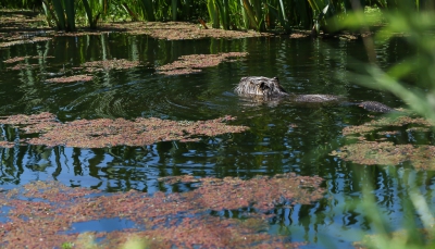 Met mijn macrolens op pad in de Marais de Bruges vlakbij Bordeaux, op de terugweg zag ik deze beverrat vlak bij zwemmen zodat hij met de macro lens toch voldoende groot in beeld kwam.