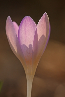 <i class='fa fa-user'></i>&nbsp;Cor&nbsp;|  Boerenkrokus&nbsp; <i class='fa fa-eye'>&nbsp;130</i> &nbsp;<i class='fa fa-thumbs-up'>&nbsp;4</i> &nbsp; <i class='fa fa-comment-o'>&nbsp;11</i>