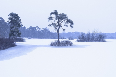 <i class='fa fa-user'></i>&nbsp;Jody Z&nbsp;|  Oisterwijkse vennen&nbsp; <i class='fa fa-eye'>&nbsp;180</i> &nbsp; <i class='fa fa-comment-o'>&nbsp;9</i>