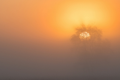 <i class='fa fa-user'></i>&nbsp;Loes Belovics&nbsp;|  Mistige zonsopkomst&nbsp; <i class='fa fa-eye'>&nbsp;256</i> &nbsp;<i class='fa fa-thumbs-up'>&nbsp;10</i> &nbsp; <i class='fa fa-comment-o'>&nbsp;10</i>