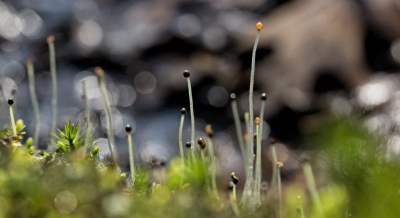 Vanmorgen eens een rondje in het dorp gefietst.
Om te kijken wat er al in bloei staat.
Dit mooi mossoort vind ik langs de sprengen.
Het is net een mini landschap.