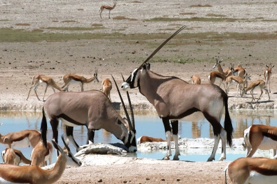 <i class='fa fa-user'></i>&nbsp;A. Soeting&nbsp;|  Gemsbok&nbsp; <i class='fa fa-eye'>&nbsp;184</i> &nbsp;<i class='fa fa-thumbs-up'>&nbsp;1</i> &nbsp; <i class='fa fa-comment-o'>&nbsp;1</i>