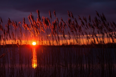 <i class='fa fa-user'></i>&nbsp;gertjan&nbsp;|  Riet met zonsondergang&nbsp; <i class='fa fa-eye'>&nbsp;126</i> &nbsp; <i class='fa fa-comment-o'>&nbsp;1</i>