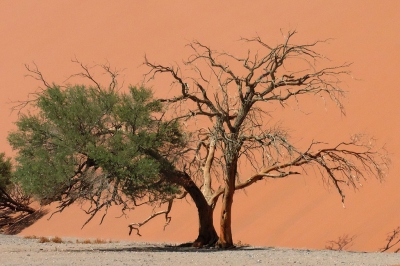 <i class='fa fa-user'></i>&nbsp;A. Soeting&nbsp;|  Sossusvlei&nbsp; <i class='fa fa-eye'>&nbsp;212</i> &nbsp;<i class='fa fa-thumbs-up'>&nbsp;1</i> &nbsp; <i class='fa fa-comment-o'>&nbsp;6</i>