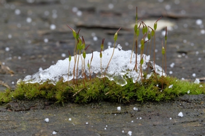 Mijn eerste stappen in de macrofotografie. Dit purpersteeltje kreeg te maken met een kleine winterprik.