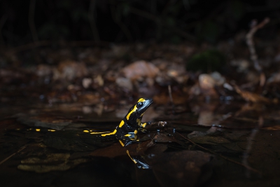 Holding the camera just above the water as a female salamander deposits her larvae.