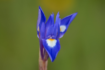 <i class='fa fa-user'></i>&nbsp;Eline Snijder&nbsp;|  Blauwe Iris&nbsp; <i class='fa fa-eye'>&nbsp;114</i> &nbsp;<i class='fa fa-thumbs-up'>&nbsp;2</i> &nbsp; <i class='fa fa-comment-o'>&nbsp;3</i>