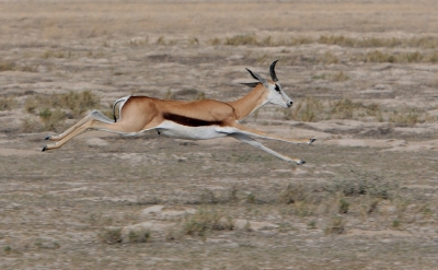 <i class='fa fa-user'></i>&nbsp;Rinus van der Reest&nbsp;|  Springbok&nbsp; <i class='fa fa-eye'>&nbsp;167</i> &nbsp;<i class='fa fa-thumbs-up'>&nbsp;4</i> &nbsp; <i class='fa fa-comment-o'>&nbsp;9</i>