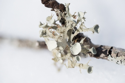 <i class='fa fa-user'></i>&nbsp;Jan Luit&nbsp;|  Ramalina dilacerata&nbsp; <i class='fa fa-eye'>&nbsp;156</i> &nbsp; <i class='fa fa-comment-o'>&nbsp;3</i>