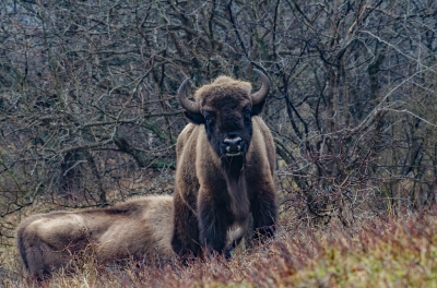 <i class='fa fa-user'></i>&nbsp;Eef Kieft&nbsp;|  Wisent&nbsp; <i class='fa fa-eye'>&nbsp;180</i> &nbsp; <i class='fa fa-comment-o'>&nbsp;3</i>
