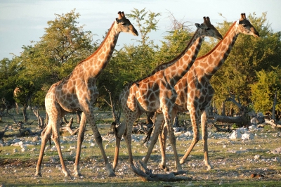 <i class='fa fa-user'></i>&nbsp;A. Soeting&nbsp;|  Giraffe&nbsp; <i class='fa fa-eye'>&nbsp;137</i> &nbsp; <i class='fa fa-comment-o'>&nbsp;0</i>