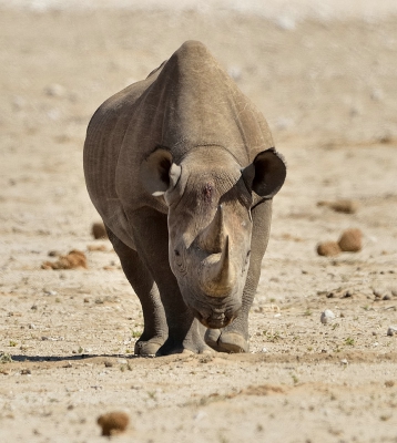 Hier stoof hij nog op ons af. Machtig beest in de vrije natuur. Genieten met Hoofdletters.