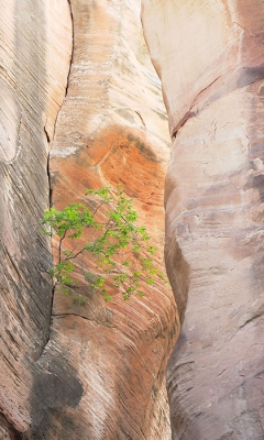 <i class='fa fa-user'></i>&nbsp;Frank Neervoort&nbsp;|  Kolob Canyons&nbsp; <i class='fa fa-eye'>&nbsp;167</i> &nbsp; <i class='fa fa-comment-o'>&nbsp;6</i>