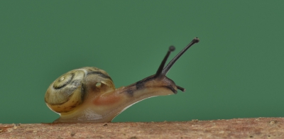 <i class='fa fa-user'></i>&nbsp;euroblinkie&nbsp;|  Zwartgerande Tuinslak&nbsp; <i class='fa fa-eye'>&nbsp;154</i> &nbsp; <i class='fa fa-comment-o'>&nbsp;2</i>