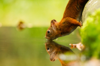 DORST!
Eekhoorn gefotografeerd tijdens het drinken vanuit een vogelhut van Arjan Troost