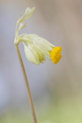<i class='fa fa-user'></i>&nbsp;Leentje&nbsp;|  Gulden Sleutelbloem&nbsp; <i class='fa fa-eye'>&nbsp;77</i> &nbsp; <i class='fa fa-comment-o'>&nbsp;7</i>
