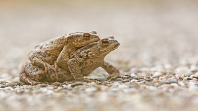 Al diverse malen wezen zoeken naar de padden. Ook bij mij in de buurt. Maar ineens waren ze er. Het was geen 1 aprilgrap!