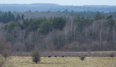 Genietend van de vogeltjes keek ik uit over het landschap.
Daar waren wat donkere stipjes...Een kleine rotte zwijnen kwam langs.