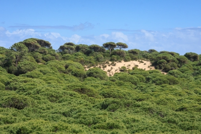 <i class='fa fa-user'></i>&nbsp;Michiel Janssen&nbsp;|  Parque Nacional de Do�ana&nbsp; <i class='fa fa-eye'>&nbsp;128</i> &nbsp; <i class='fa fa-comment-o'>&nbsp;0</i>