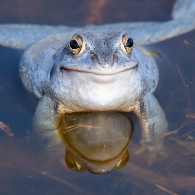 Vorige week maandag was ik nog net op tijd om de blauwe heikikkers te fotograferen. Het is altijd zo weer voorbij. 
Deze foto vond ik zelf leuk omdat de heikikker tevreden lijkt te glimlachen... :-)