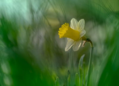 <i class='fa fa-user'></i>&nbsp;Jurgen Maassen&nbsp;|  Wilde Narcis&nbsp; <i class='fa fa-eye'>&nbsp;141</i> &nbsp;<i class='fa fa-thumbs-up'>&nbsp;5</i> &nbsp; <i class='fa fa-comment-o'>&nbsp;9</i>