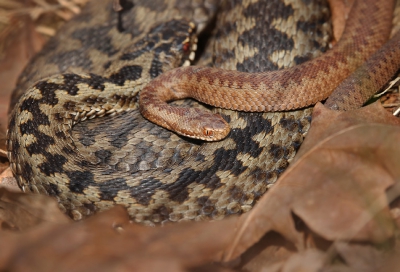 <i class='fa fa-user'></i>&nbsp;thijsglastra&nbsp;|  Adder&nbsp; <i class='fa fa-eye'>&nbsp;308</i> &nbsp;<i class='fa fa-thumbs-up'>&nbsp;1</i> &nbsp; <i class='fa fa-comment-o'>&nbsp;7</i>