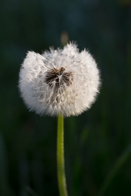 <i class='fa fa-user'></i>&nbsp;Tom van der Most&nbsp;|  Paardenbloem&nbsp; <i class='fa fa-eye'>&nbsp;80</i> &nbsp; <i class='fa fa-comment-o'>&nbsp;1</i>