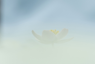<i class='fa fa-user'></i>&nbsp;Sam Dijkstra&nbsp;|  Bosanemoon&nbsp; <i class='fa fa-eye'>&nbsp;119</i> &nbsp;<i class='fa fa-thumbs-up'>&nbsp;1</i> &nbsp; <i class='fa fa-comment-o'>&nbsp;2</i>