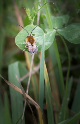 Het klaarde wat op vanmiddag, het was opmerkelijk hoeveel verschillende insecten en ander klein gedierte te zien waren.

Deze vond ik wel bijzonder, wie weet er meer van?