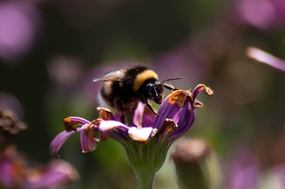 <i class='fa fa-user'></i>&nbsp;Eline Snijder&nbsp;|  Hommel sp.&nbsp; <i class='fa fa-eye'>&nbsp;95</i> &nbsp; <i class='fa fa-comment-o'>&nbsp;0</i>