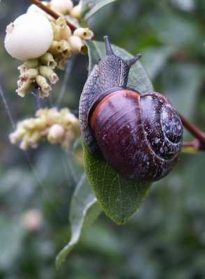 <i class='fa fa-user'></i> jannie | Zwartgerande Tuinslak  <i class='fa fa-eye'> 79</i>   <i class='fa fa-comment-o'> 0</i>