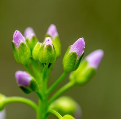 In moersassig bosgebied staan ze nu volop. Gekozen voor de bloem nog net in de knop.