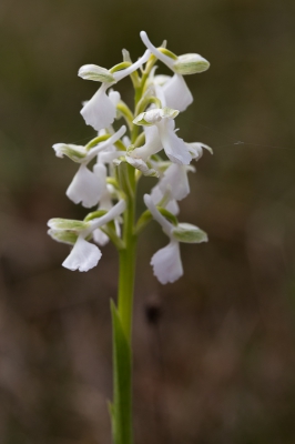 Vanochtend op een loopje met de honden binnen een half uur acht orchidee-soorten gespot, waaronder deze bijzondere witte Harlekijn.