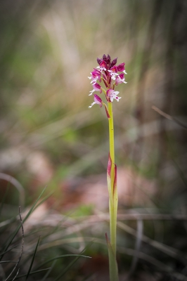 <i class='fa fa-user'></i>&nbsp;Tom van der Most&nbsp;|  Aangebrande Orchis&nbsp; <i class='fa fa-eye'>&nbsp;106</i> &nbsp; <i class='fa fa-comment-o'>&nbsp;3</i>