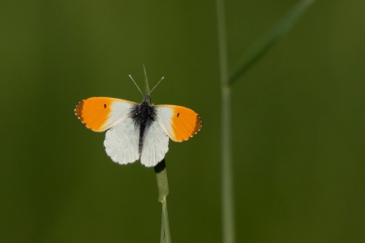 <i class='fa fa-user'></i>&nbsp;Peter Soer&nbsp;|  Oranjetipje&nbsp; <i class='fa fa-eye'>&nbsp;148</i> &nbsp; <i class='fa fa-comment-o'>&nbsp;2</i>