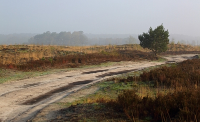 <i class='fa fa-user'></i>&nbsp;Pieter  LJ&nbsp;|  Paadje door de heide&nbsp; <i class='fa fa-eye'>&nbsp;145</i> &nbsp; <i class='fa fa-comment-o'>&nbsp;2</i>