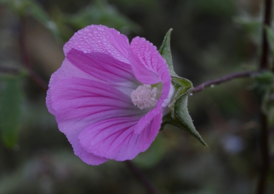 <i class='fa fa-user'></i>&nbsp;Ad Sprang&nbsp;|  Lavatera punctata&nbsp; <i class='fa fa-eye'>&nbsp;132</i> &nbsp; <i class='fa fa-comment-o'>&nbsp;14</i>