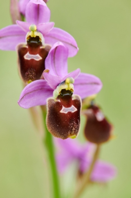 <i class='fa fa-user'></i>&nbsp;peter wijn&nbsp;|  Wolzweverophrys x Ophrys biscutella&nbsp; <i class='fa fa-eye'>&nbsp;133</i> &nbsp; <i class='fa fa-comment-o'>&nbsp;7</i>