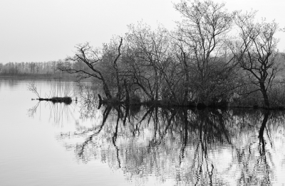 In de vroege morgen in de Wieden. Het licht was al snel fel. De takken van de bomen staken mooi af.