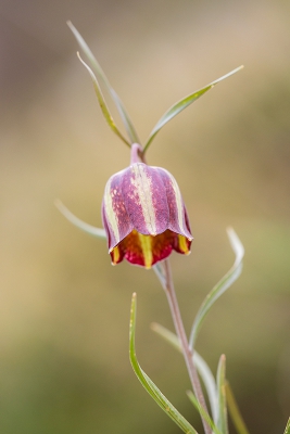 <i class='fa fa-user'></i>&nbsp;Willem Verhagen&nbsp;|  Fritillaria messanensis&nbsp; <i class='fa fa-eye'>&nbsp;156</i> &nbsp;<i class='fa fa-thumbs-up'>&nbsp;2</i> &nbsp; <i class='fa fa-comment-o'>&nbsp;7</i>