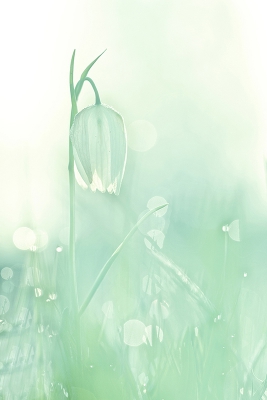 <i class='fa fa-user'></i>&nbsp;Sam Dijkstra&nbsp;|  Wilde Kievitsbloem&nbsp; <i class='fa fa-eye'>&nbsp;146</i> &nbsp;<i class='fa fa-thumbs-up'>&nbsp;1</i> &nbsp; <i class='fa fa-comment-o'>&nbsp;5</i>
