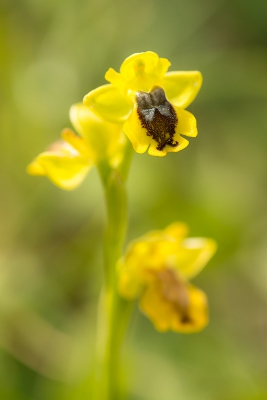 <i class='fa fa-user'></i>&nbsp;Willem Verhagen&nbsp;|  Phrygana-ophrys&nbsp; <i class='fa fa-eye'>&nbsp;120</i> &nbsp; <i class='fa fa-comment-o'>&nbsp;6</i>