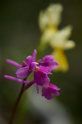 <i class='fa fa-user'></i>&nbsp;peter wijn&nbsp;|  Hybride Orchis quadripunctata x Orchis pauciflora&nbsp; <i class='fa fa-eye'>&nbsp;69</i> &nbsp; <i class='fa fa-comment-o'>&nbsp;1</i>