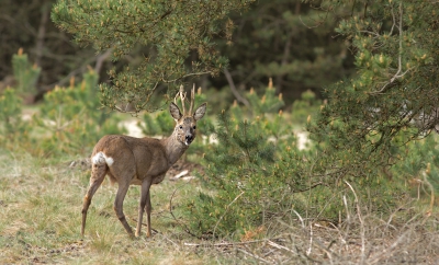 Met bezoek wat laten zien op de Hoge Veluwe.
Mooi om dan zo'n mooi bokje tegen te komen.
Ook de herten en zwijnen waren te bewonderen. De bastgeweien van de herten zien er nu prachtig uit.