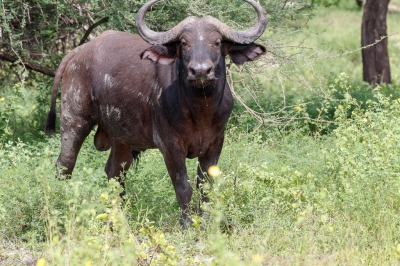 Een solitaire buffel is het gevaarlijkste dier in Afrika. De meeste doden vallen door dit dier omdat het zelfs als je in een boom klimt meer dan 24 uur blijft wachten tot je eruit komt.... Onze gids werd ook nerveus toen hij deze eenzame man zag en wist niet hoe snel hij weg moest zien te komen. met onze jeep en gaf me amper de tijd voor deze foto.