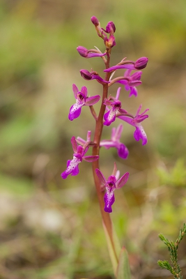 <i class='fa fa-user'></i>&nbsp;Willem Verhagen&nbsp;|  Anatolische Orchis&nbsp; <i class='fa fa-eye'>&nbsp;96</i> &nbsp; <i class='fa fa-comment-o'>&nbsp;5</i>